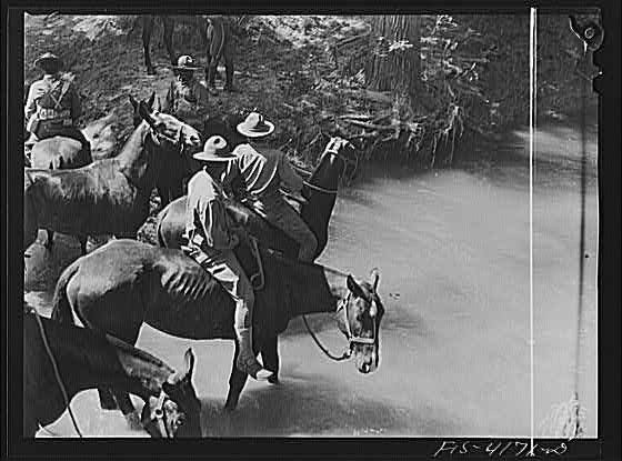 Photo:Fort Riley Kansas 1910s Cavalry Horses Watering Field Problem