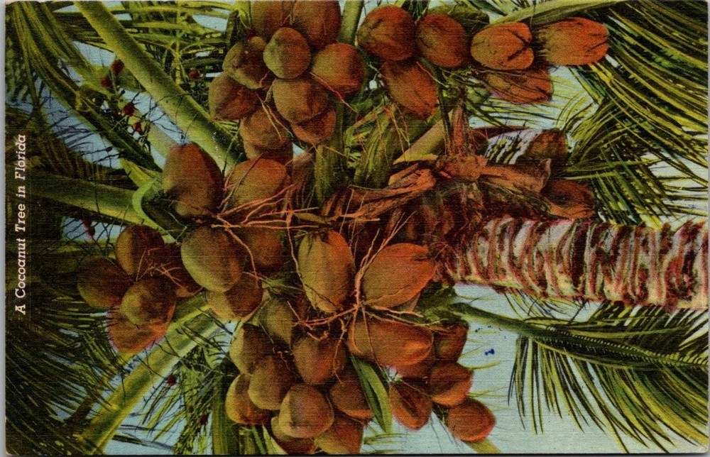 1954 Florida Coconut Tree Linen Postcard Orlando Postmark Curteich