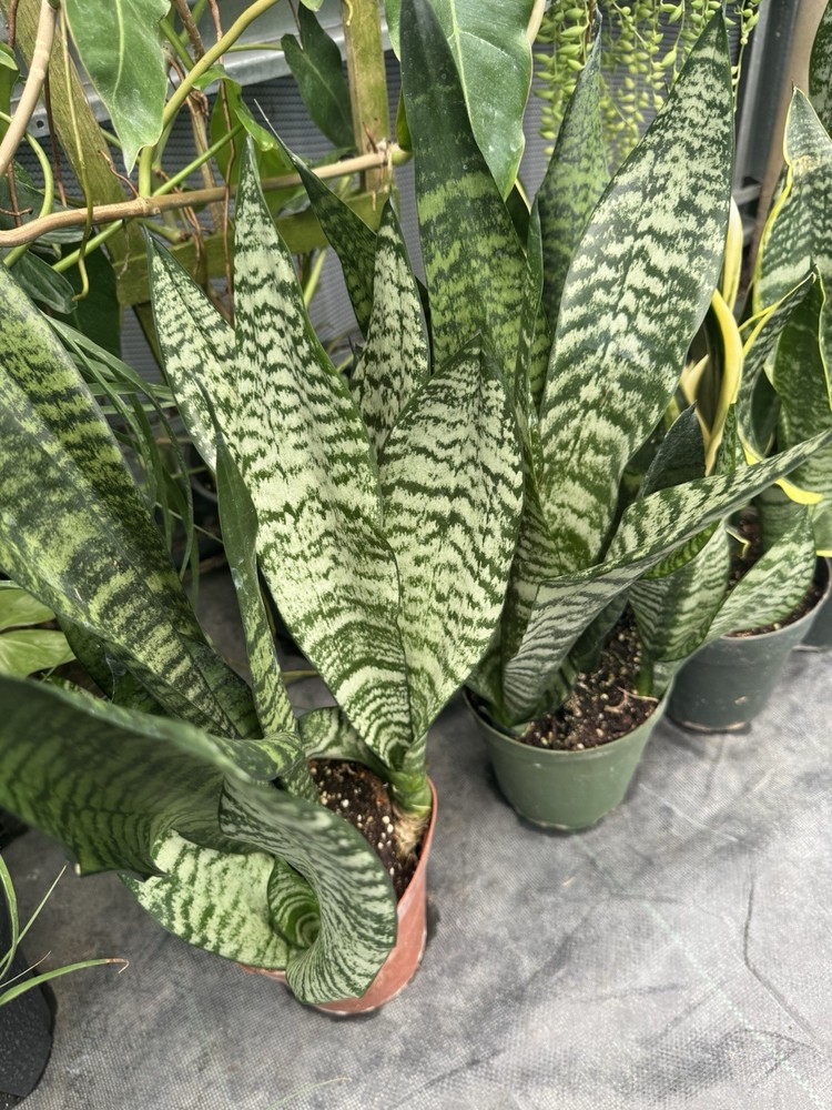 Snake Plant - Low Light Air Purifying Indoor Houseplant