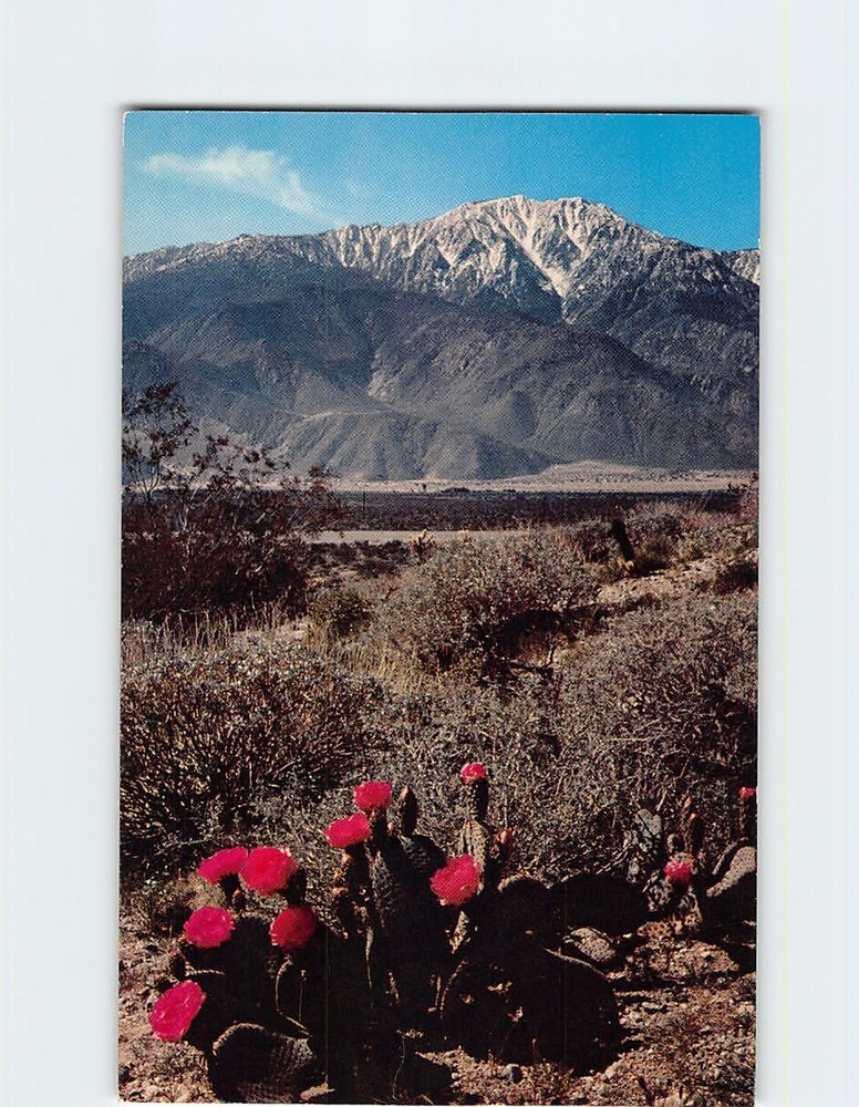 Postcard Gaudy Blossoms Of Beavertail Cactus A pastel Desert Scene