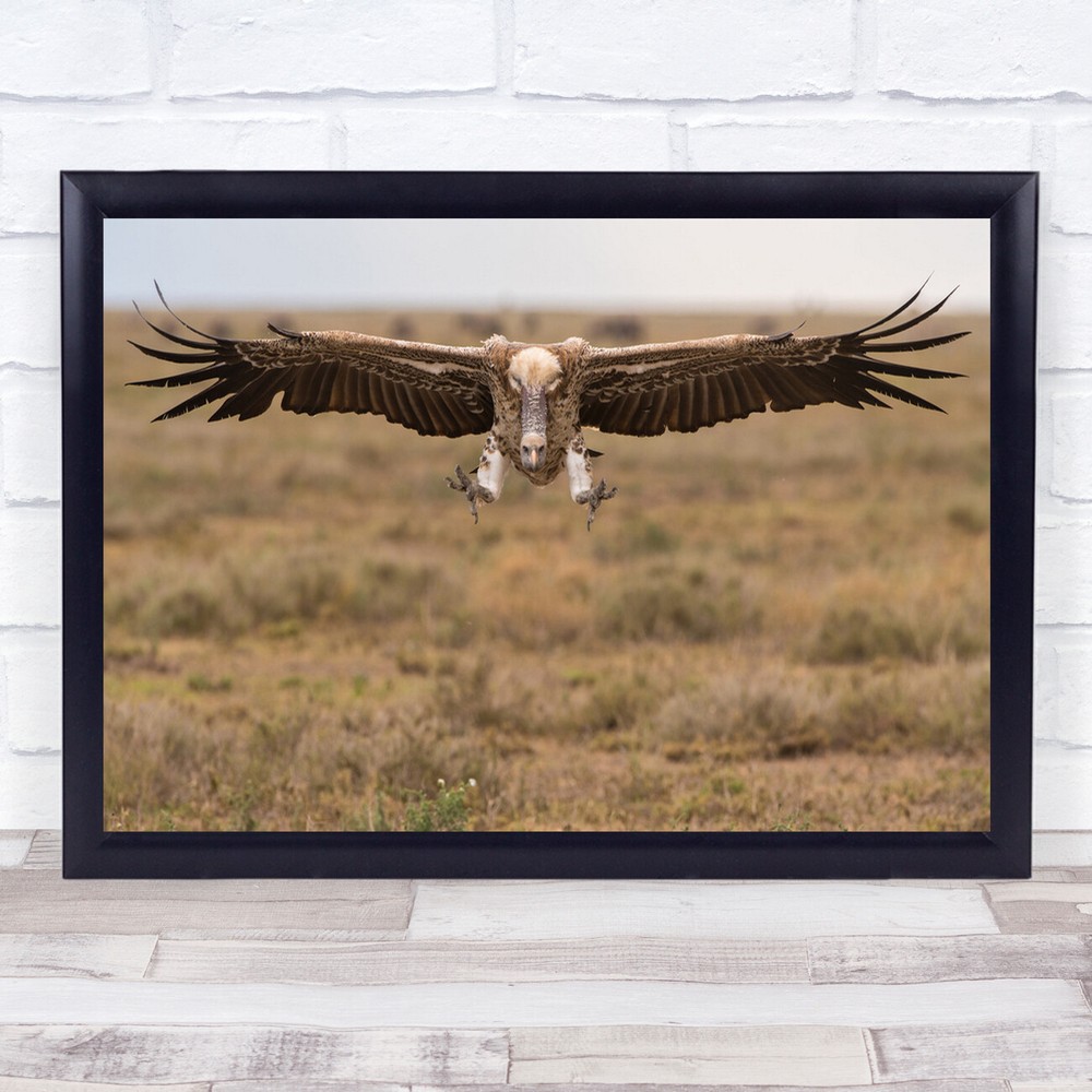 Prepare For Landing vulture in flight action shot nature Wall Art Print