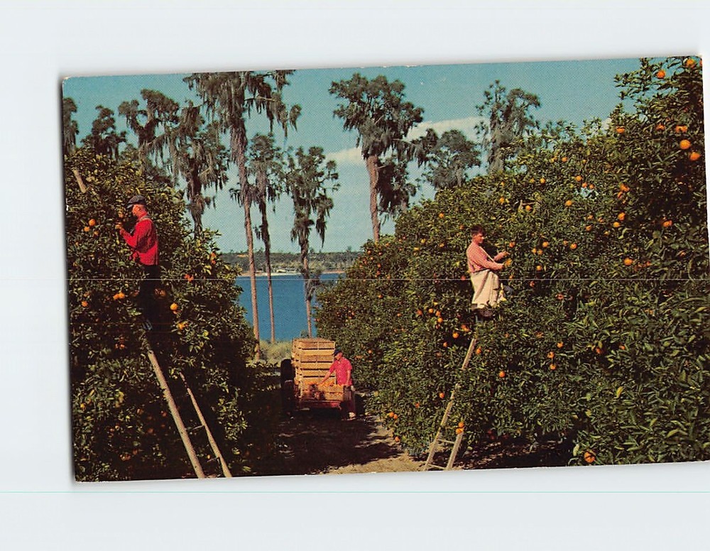 Postcard Picking Oranges in Florida USA