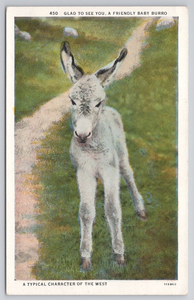 Baby Burro Donkey Postcard Old West Sanborn Souvenir CT American Art