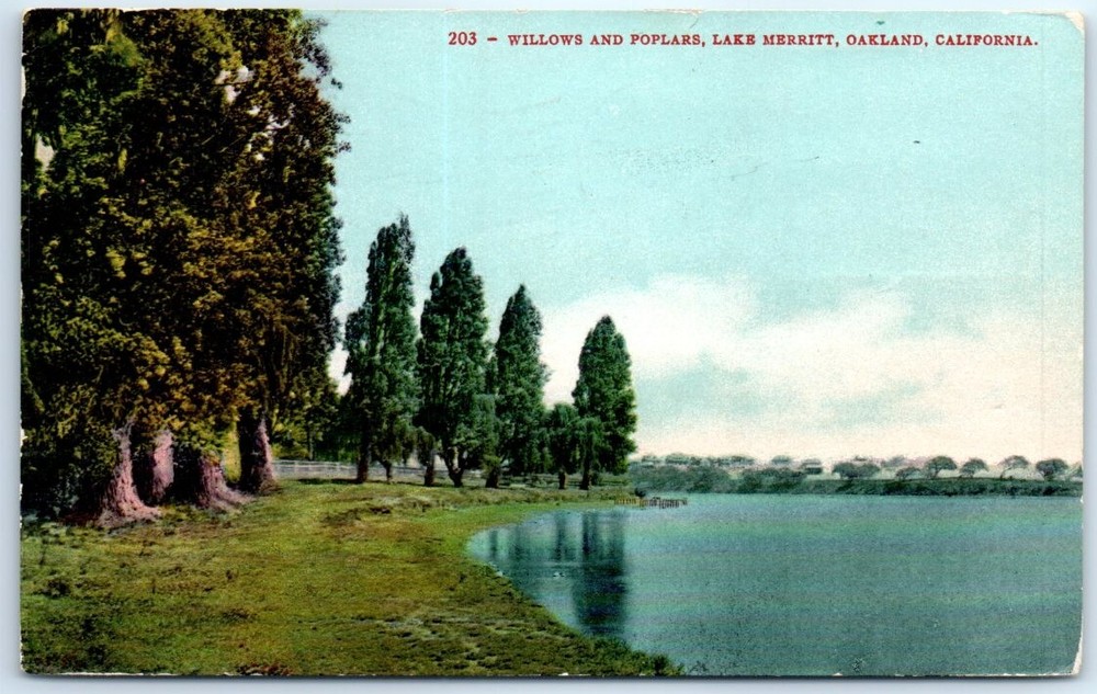 Postcard - Willows and Poplars, Lake Merritt, Oakland, California, USA