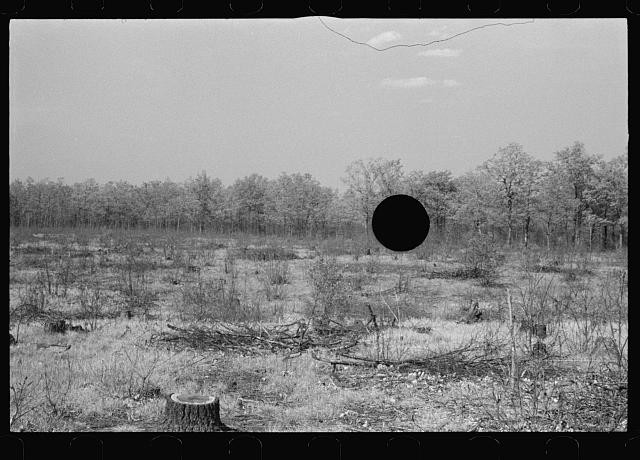 Photo:1930s Rural Clearing Forest Landscape Black and White Photo
