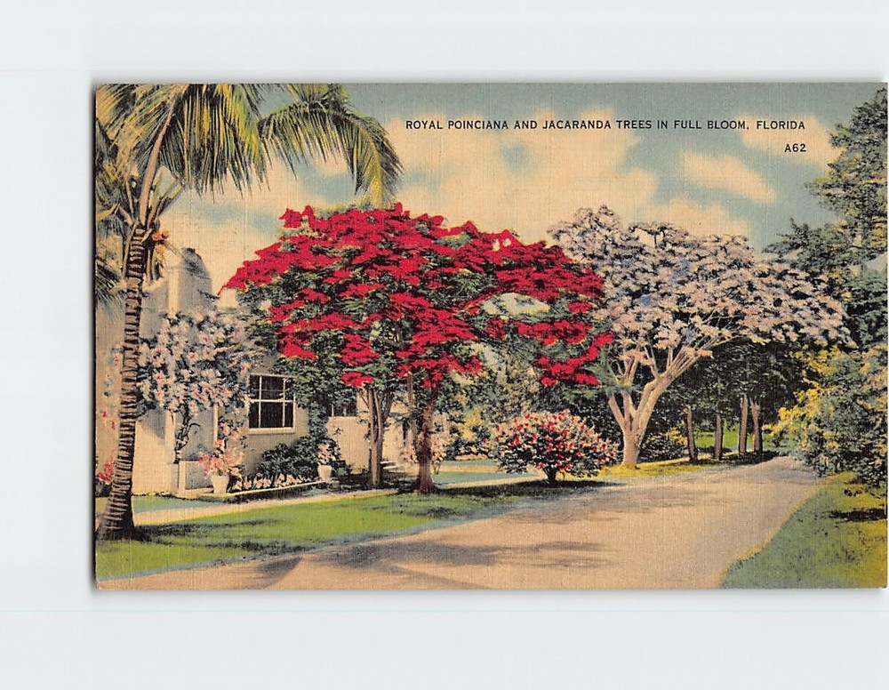Postcard Royal Poinciana and Jacaranda Trees in Full Bloom Florida USA