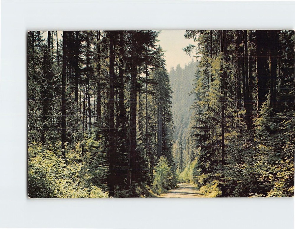 Postcard Pacific Northwest Fir-Lined Highways of Washington and Oregon USA