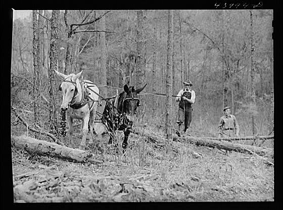 Lumbering,Heard County,Georgia,GA,Farm Security Administration,April 1941,FSA,1