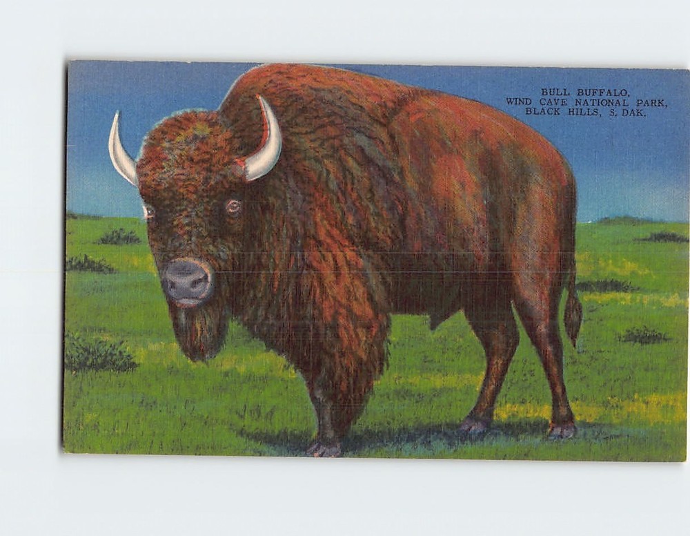 Postcard Bull Buffalo Wind Cave National Park Black Hills South Dakota USA