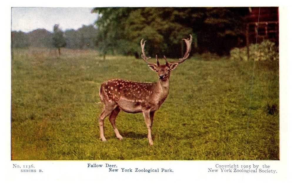 New York Zoological Park ,  Fallow Deer  1905