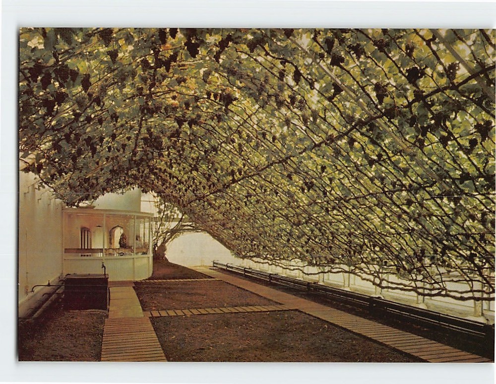 Postcard The Great Vine Hampton Court Palace London England
