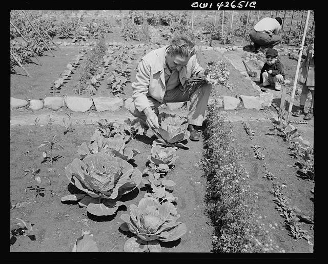 New York NY Forest Hills Queens 1944 Victory Garden Cabbage Gardening