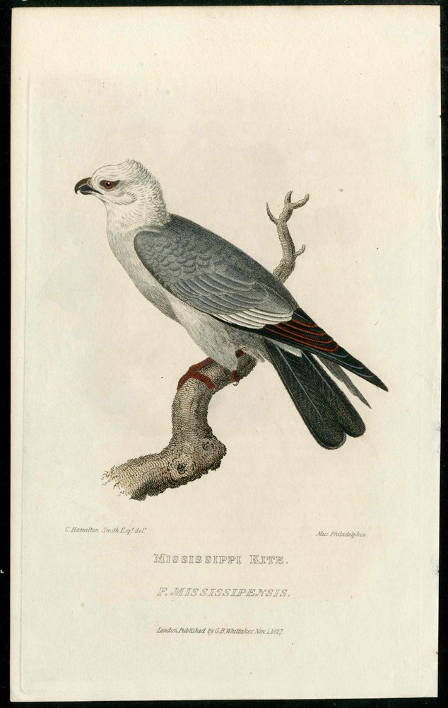 1827 Animal Kingdom by Baron Cuvier Original Antique Bird Print Mississippi Kite