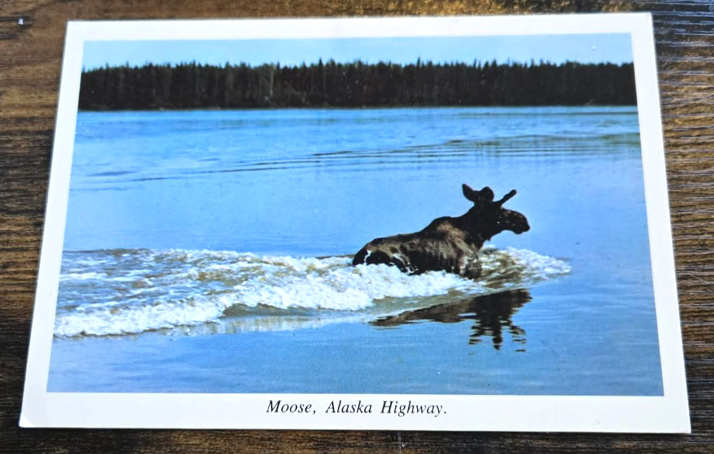 1960s Postcard Moose Crossing Water Alaska Highway Vintage Scenic Wildlife