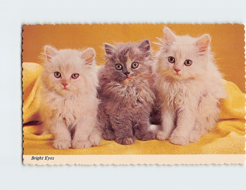 Postcard Three Cute Kittens