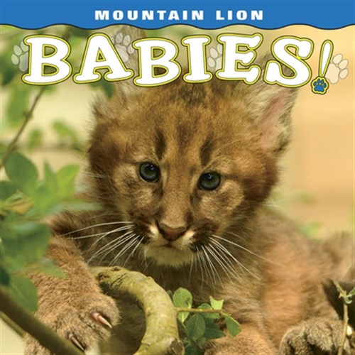 Mountain Lion Babies by Kalus, Anne-Marie, Like New Used, Free shipping in th...