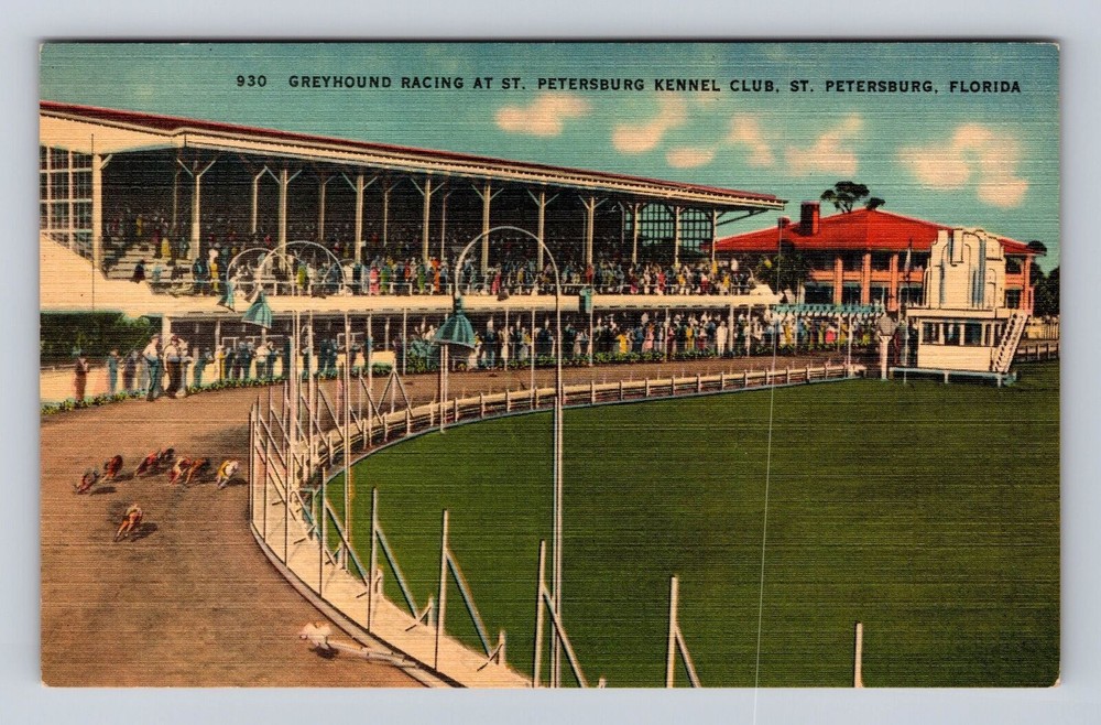 St Petersburg FL-Florida, Greyhound Racing, Kennel Club Antique Vintage Postcard
