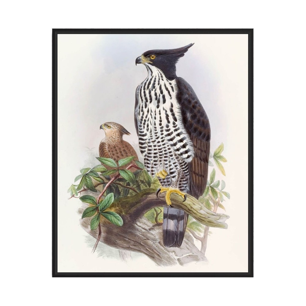 Blackandwhite Crested Eagle 18501883 John Gould Art Print Poster Vintage Bird