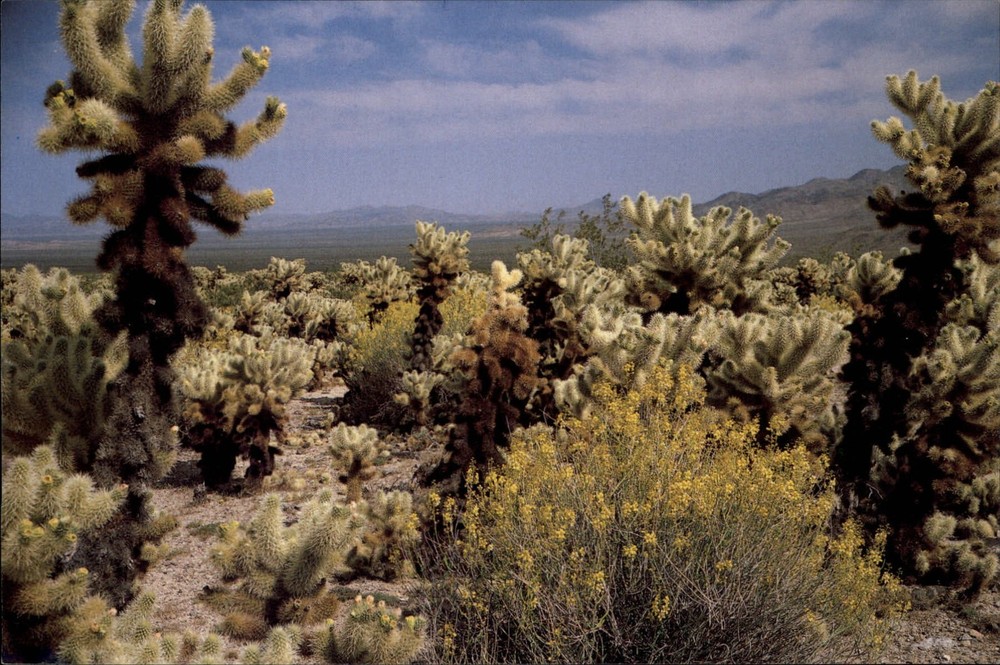 Needles California Bigelow Cholla Cactus Garden Wilderness vintage postcard