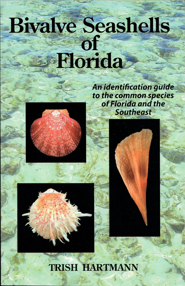 Bivalve Seashells of Florida : An Identification Guide to the Common Species