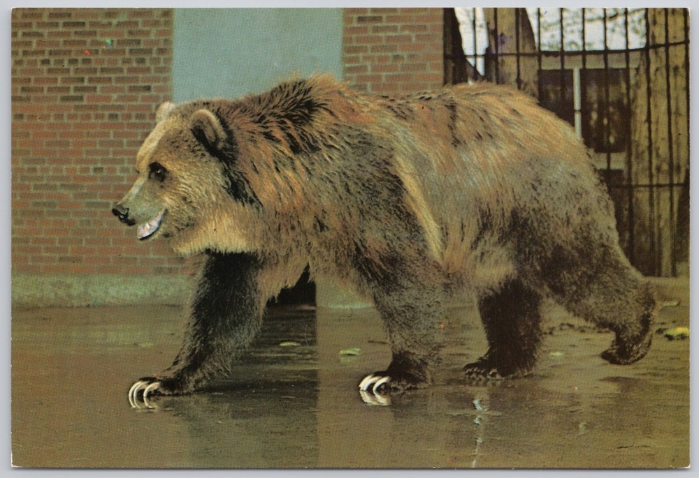 Grizzly Bear Animal Vintage Postcard Calgary Zoo Canada