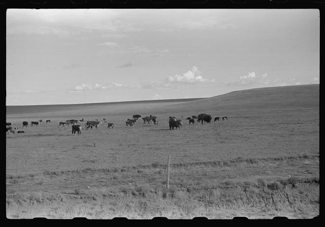 Photo:Prairie Cattle Herd 1930s Ranch Landscape Black and White Photo
