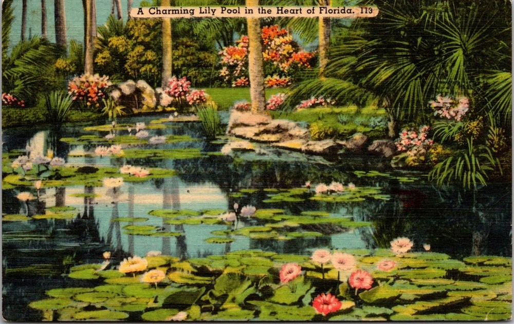 Dr Jim Stamps Postcard Lily Pool In Florida