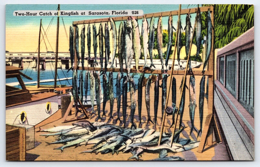 Vintage Postcard Old Antique Bridge Boat Fishing King Fish Sarasota Florida USA