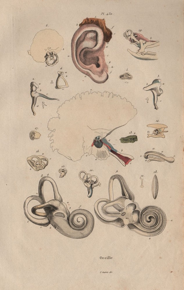 THE EAR. Oreille (Ear). Anatomy. Biology 1833 old antique print picture
