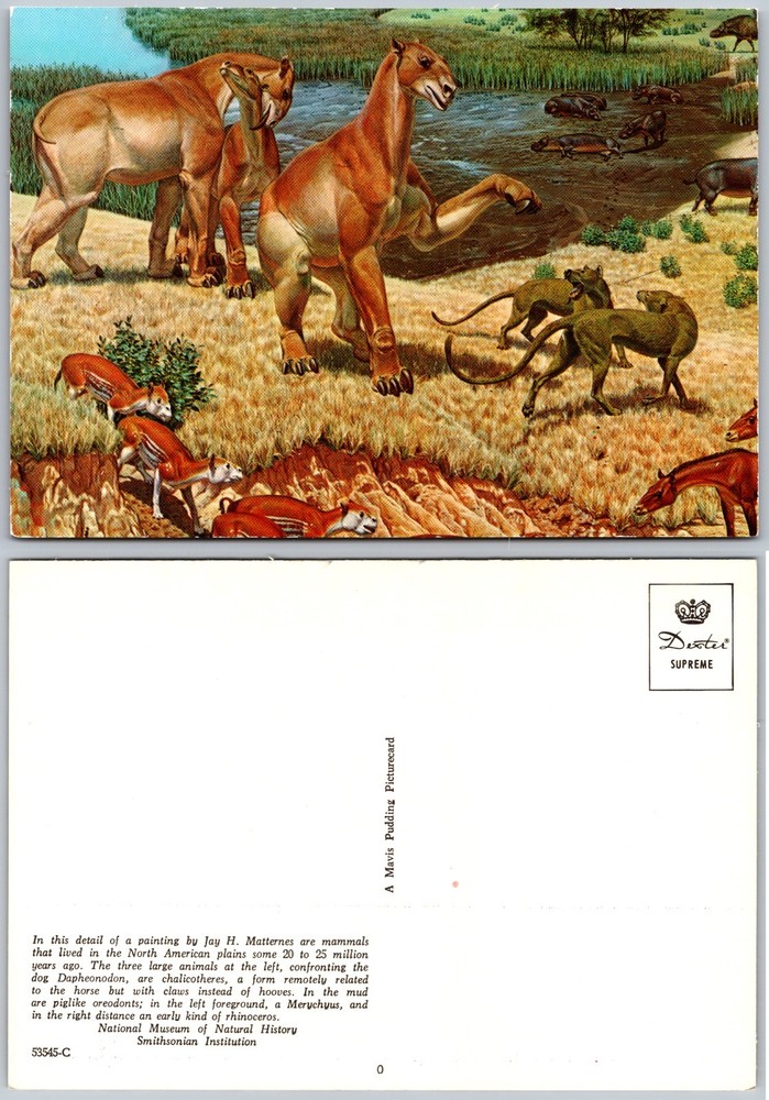 Continental Smithsonian Museum Postcard
