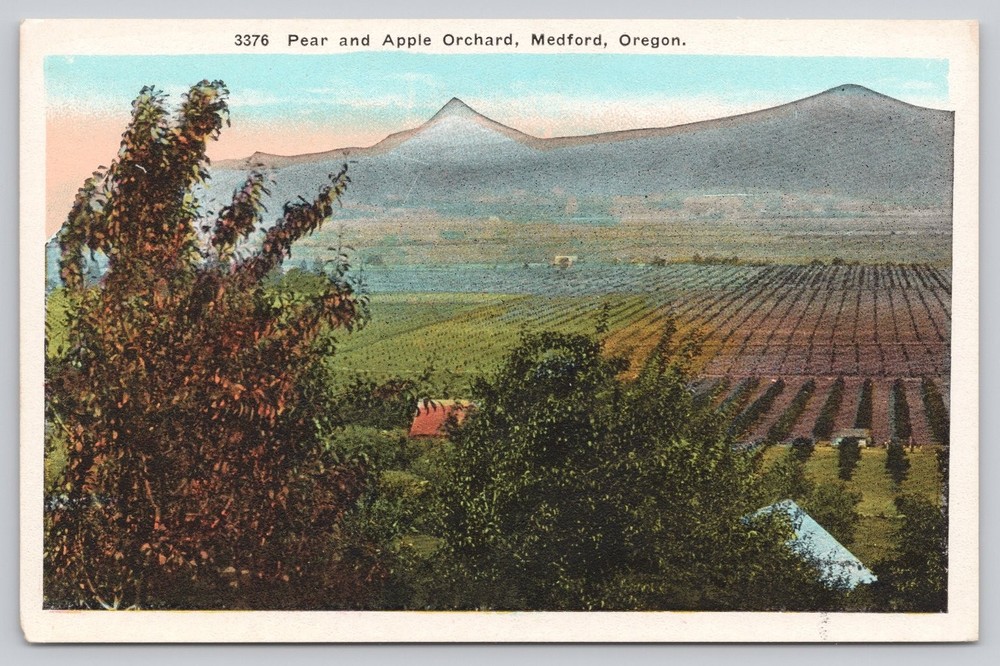 Vintage Pear and Apple Orchard Medford Oregon Postcard White Border