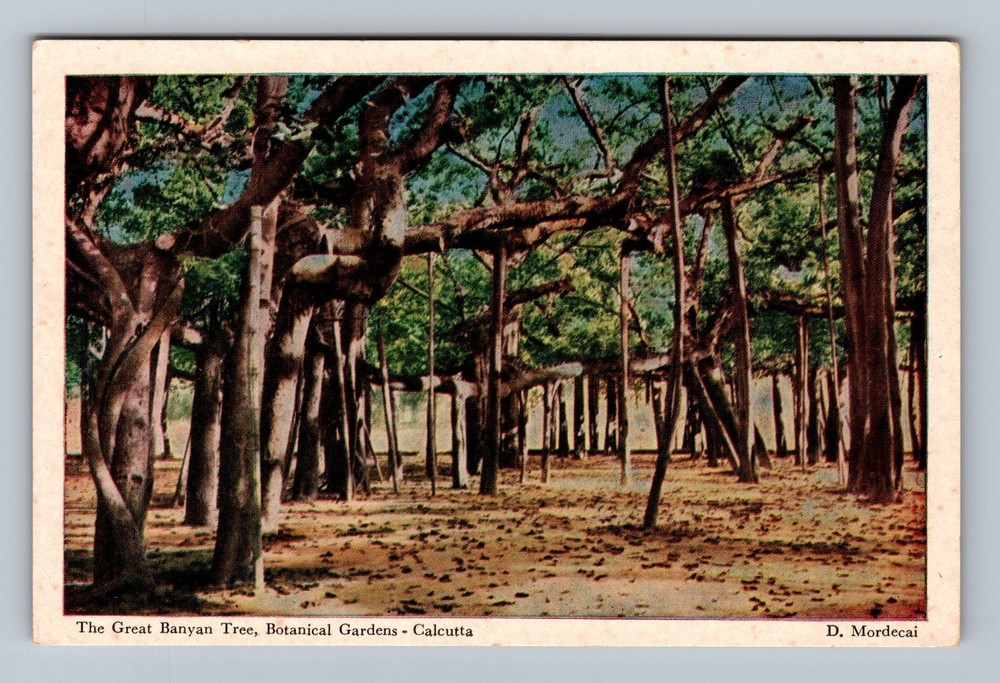 India- Calcutta Great Banyan Tree Botanical Gardens Old PC Card Vintage Postcard
