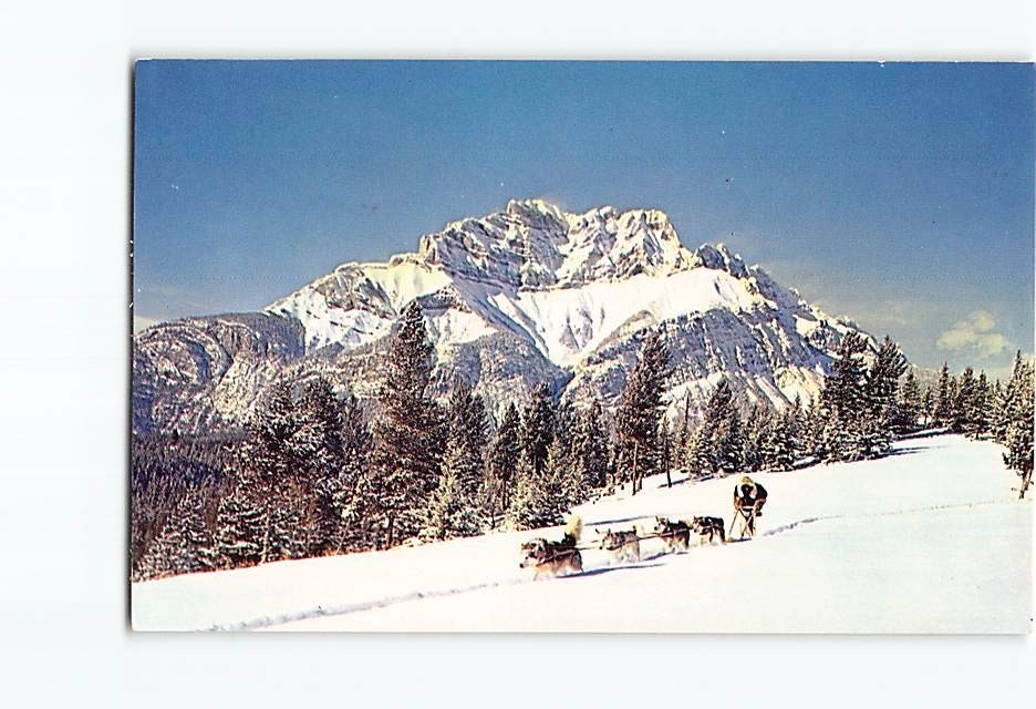 Postcard Scenic Northern Alaska Sled Dog Team Snow Bill Bacon Fairbanks Color