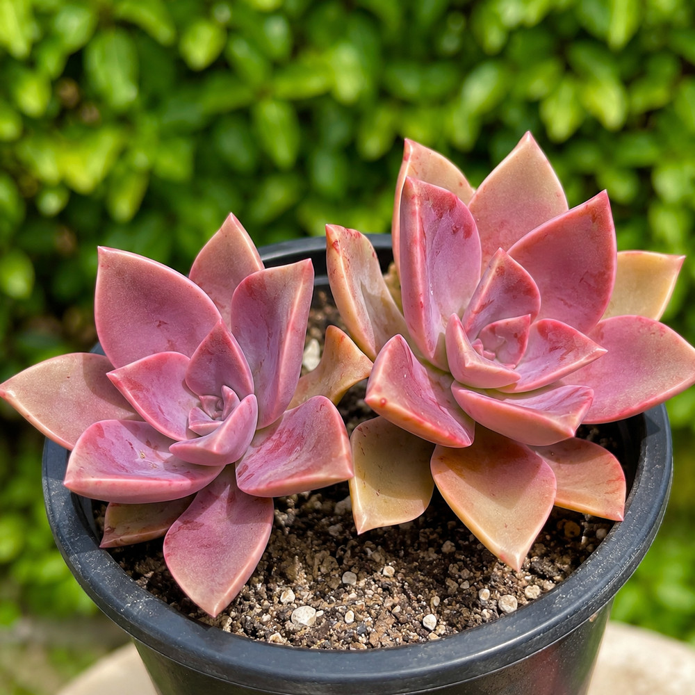 Rare Graptoveria Fred Ives Succulent Rooted Live Plant 2-Inch 1-Head