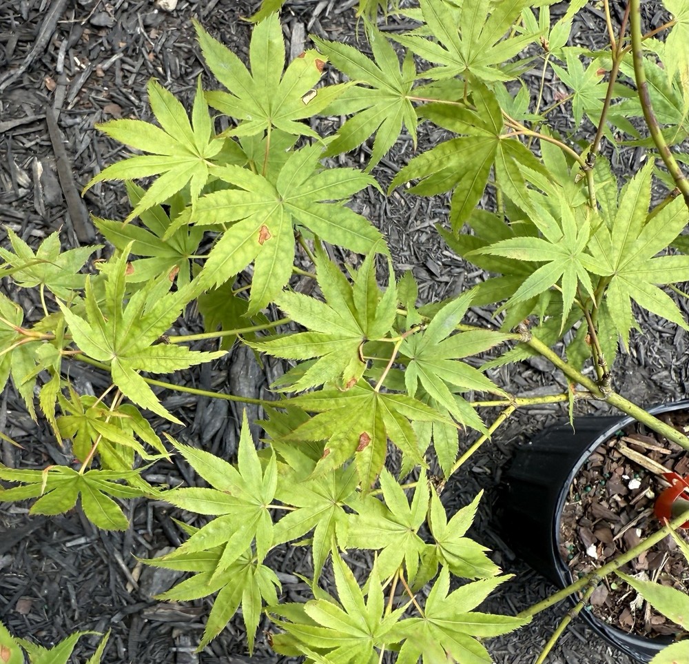 Acer Palmatum Peaches and Cream Japanese Maple Tree-image