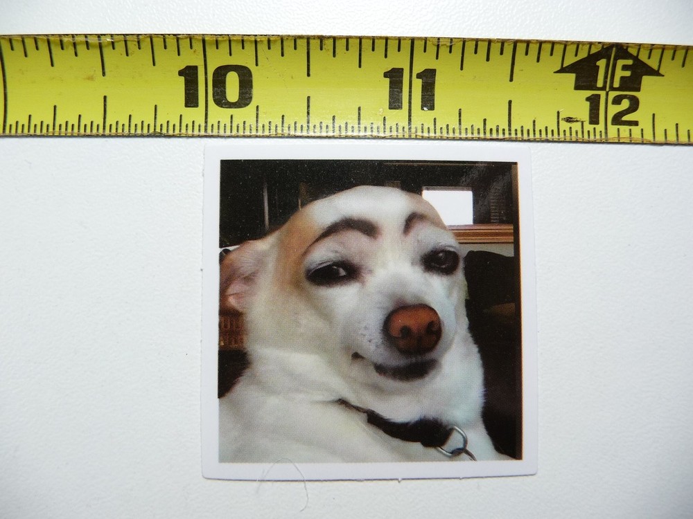 Funny Cute Dog Sticker Decal with Eyebrows Small Size for Pets