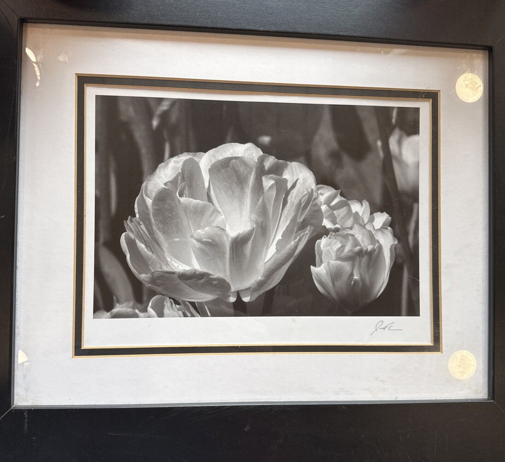 Jesse Kalisher Signed Photo Print Butchart Gardens Tulip Black White Framed