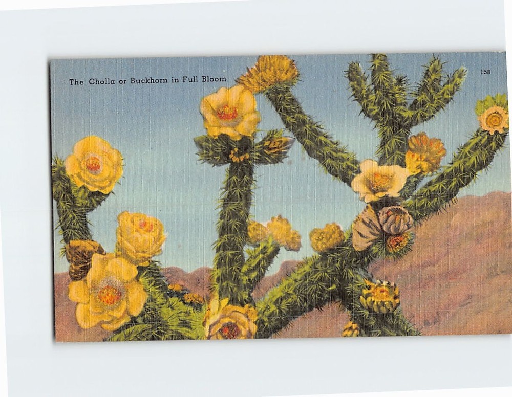 Postcard Cholla in Full Bloom