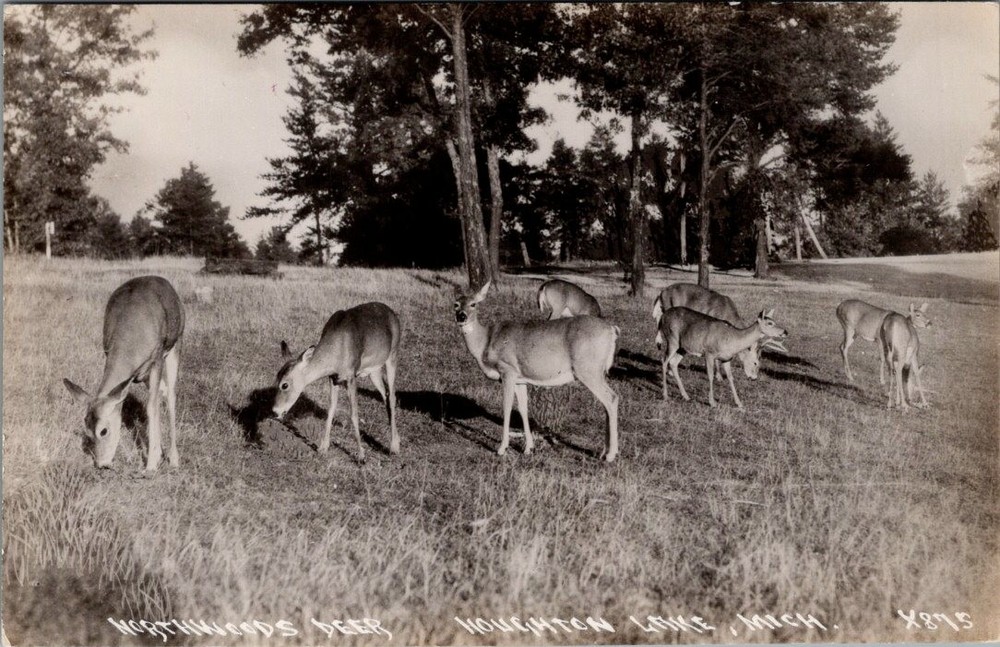 Northwoods Deer, HOUGHTON LAKE, Michigan Real Photo Postcard