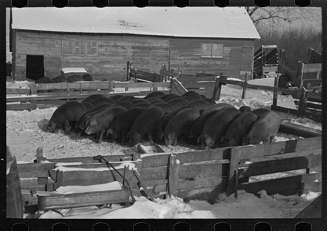 Dickens Iowa Rustan Brothers Farm 1936 Hogs Feeding in Snow Farm Buildings