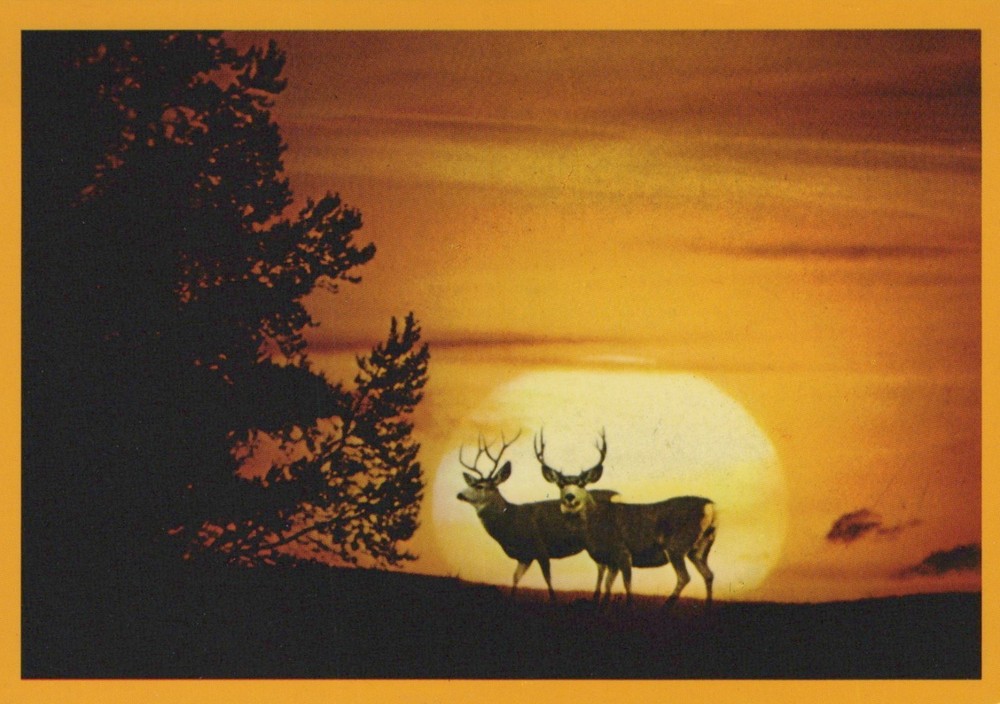 Buck Mule Deer In The Moonlight 4x6 Postcard