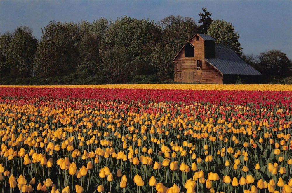 Mt Angel OR Oregon Wooden Shoe Bulb Tulip Farm Advertising Vtg 6x4 Postcard R3