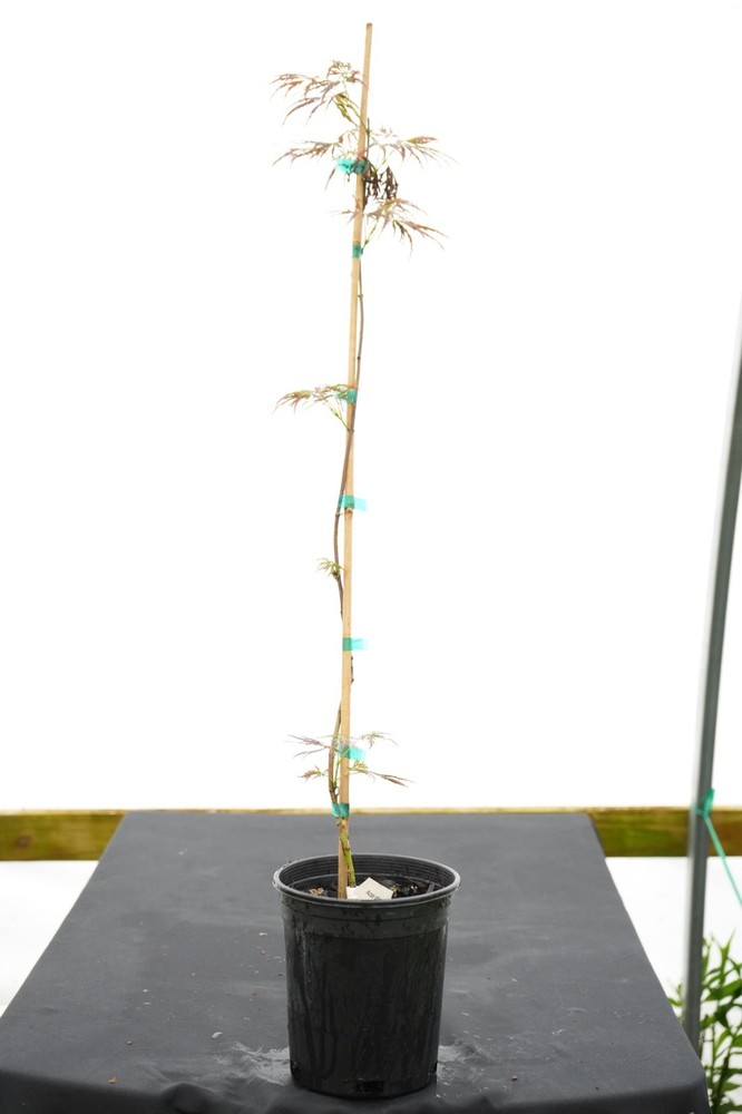 Acer shirasawanum 'Kawaii' Full Moon Japanese Maple 1 Gallon