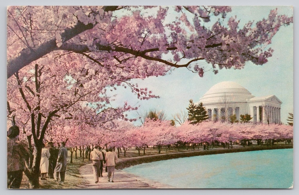 Vintage Thomas Jefferson Memorial Cherry Blossoms Washington D.C. Postcard