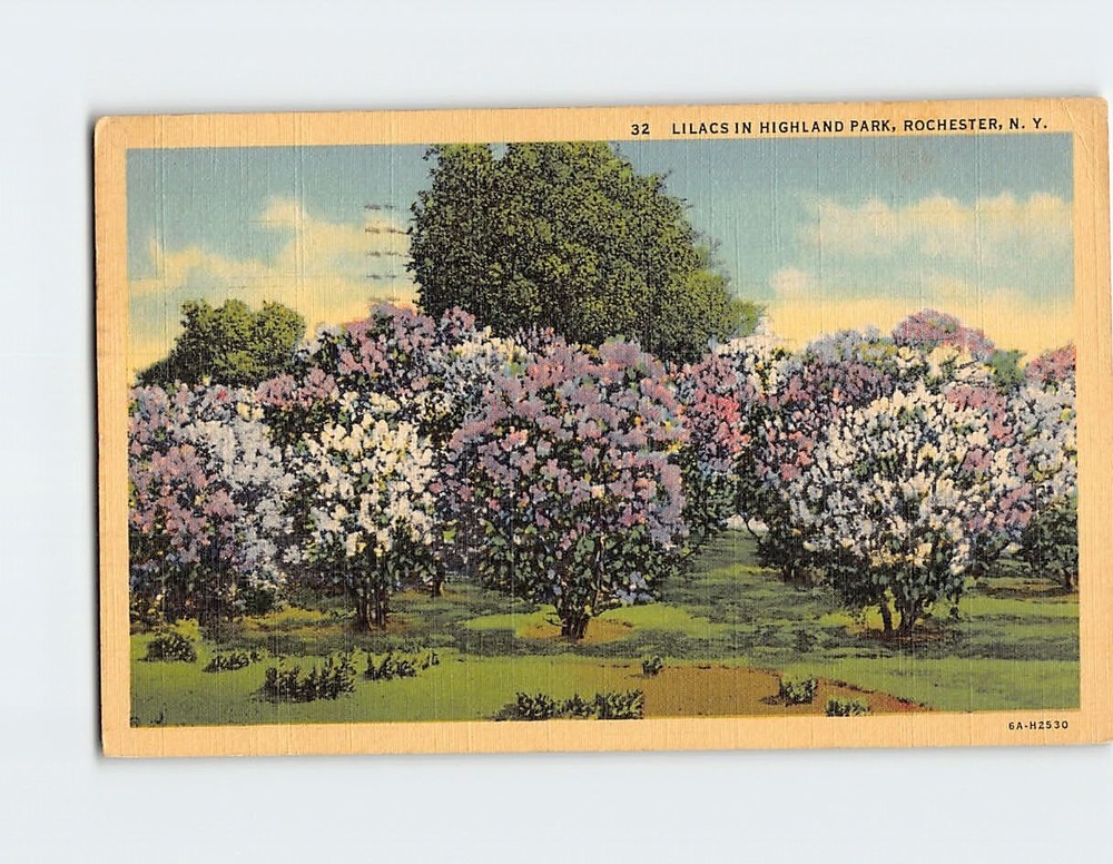 Postcard Lilacs In Highland Park Rochester NY USA