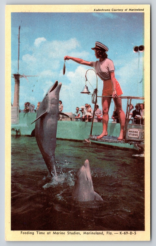 Animal~Feeding Time At Marine Studios Marineland Florida~Vintage Postcard