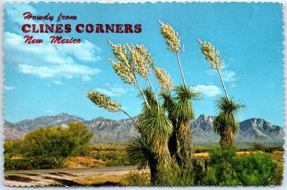 Postcard Spanish Bayonet Desert Yucca Clines Corners New Mexico USA