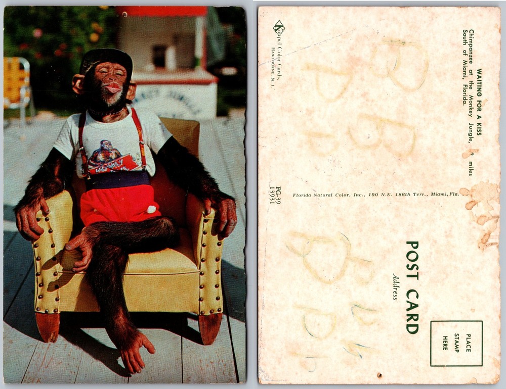 Monkey Jungle Miami FL Postcard