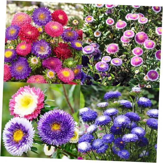 1000+ Rainbow Perennial Aster Flower Seeds for Outdoor Planting