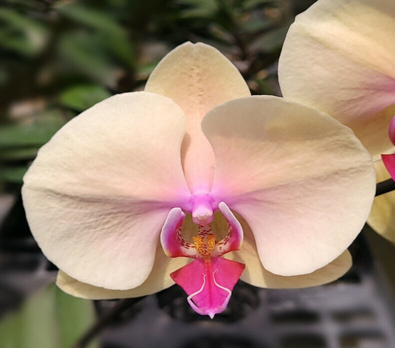 Original Phal Phalaenopsis CM67-IN SPIKE